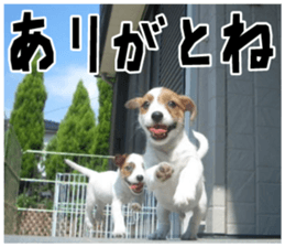 MIEDOG Jack Russell terrier sticker 18 sticker #15794796