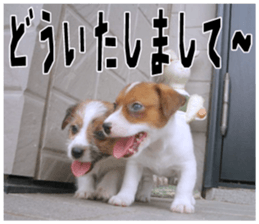 MIEDOG Jack Russell terrier sticker 18 sticker #15794797