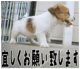 MIEDOG Jack Russell terrier sticker 18 sticker #15794798