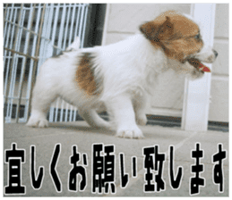 MIEDOG Jack Russell terrier sticker 18 sticker #15794798