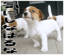 MIEDOG Jack Russell terrier sticker 18 sticker #15794799