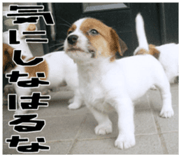 MIEDOG Jack Russell terrier sticker 18 sticker #15794799