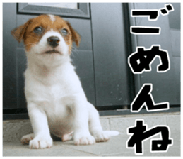 MIEDOG Jack Russell terrier sticker 18 sticker #15794800