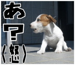 MIEDOG Jack Russell terrier sticker 18 sticker #15794801