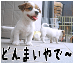 MIEDOG Jack Russell terrier sticker 18 sticker #15794802
