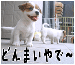 MIEDOG Jack Russell terrier sticker 18 sticker #15794802