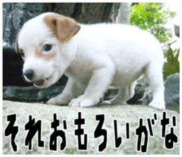 MIEDOG Jack Russell terrier sticker 18 sticker #15794804