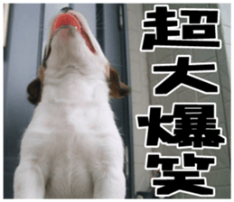 MIEDOG Jack Russell terrier sticker 18 sticker #15794805