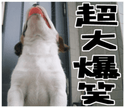 MIEDOG Jack Russell terrier sticker 18 sticker #15794805