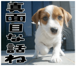 MIEDOG Jack Russell terrier sticker 18 sticker #15794806