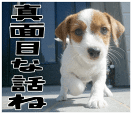 MIEDOG Jack Russell terrier sticker 18 sticker #15794806