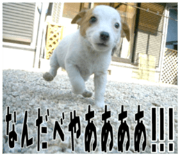 MIEDOG Jack Russell terrier sticker 18 sticker #15794807