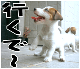 MIEDOG Jack Russell terrier sticker 18 sticker #15794808