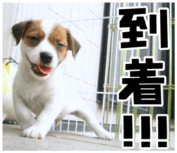 MIEDOG Jack Russell terrier sticker 18 sticker #15794809