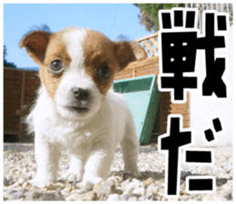 MIEDOG Jack Russell terrier sticker 18 sticker #15794810