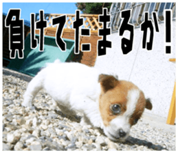 MIEDOG Jack Russell terrier sticker 18 sticker #15794811