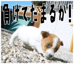 MIEDOG Jack Russell terrier sticker 18 sticker #15794811