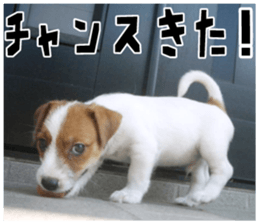 MIEDOG Jack Russell terrier sticker 18 sticker #15794812