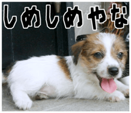 MIEDOG Jack Russell terrier sticker 18 sticker #15794813