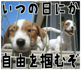 MIEDOG Jack Russell terrier sticker 18 sticker #15794814