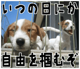 MIEDOG Jack Russell terrier sticker 18 sticker #15794814