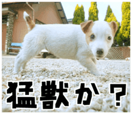 MIEDOG Jack Russell terrier sticker 18 sticker #15794815