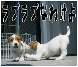 MIEDOG Jack Russell terrier sticker 18 sticker #15794816