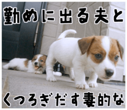 MIEDOG Jack Russell terrier sticker 18 sticker #15794817
