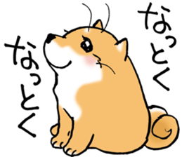 Mameshibaco! sticker #15794957
