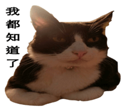 Cat Little B And Friends sticker #15795354