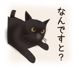 We are Black cats sticker #15796314