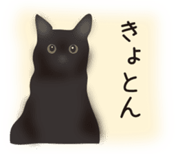 We are Black cats sticker #15796332