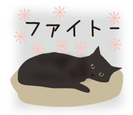 We are Black cats sticker #15796334