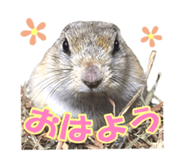 Charming Urocitellus richardsonii sticker #15796954