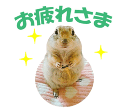 Charming Urocitellus richardsonii sticker #15796956