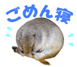 Charming Urocitellus richardsonii sticker #15796958