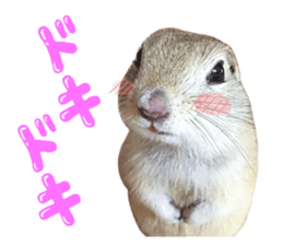 Charming Urocitellus richardsonii sticker #15796962