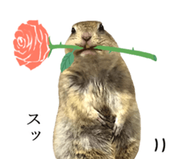 Charming Urocitellus richardsonii sticker #15796963