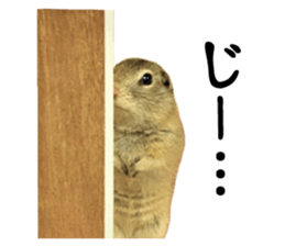 Charming Urocitellus richardsonii sticker #15796966