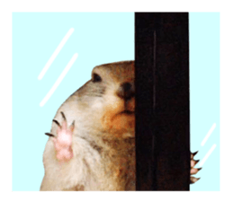 Charming Urocitellus richardsonii sticker #15796967