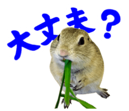 Charming Urocitellus richardsonii sticker #15796968