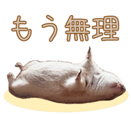 Charming Urocitellus richardsonii sticker #15796969