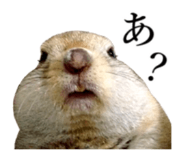 Charming Urocitellus richardsonii sticker #15796970