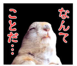 Charming Urocitellus richardsonii sticker #15796972