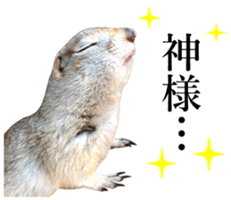 Charming Urocitellus richardsonii sticker #15796973