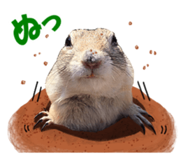 Charming Urocitellus richardsonii sticker #15796976