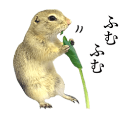 Charming Urocitellus richardsonii sticker #15796978