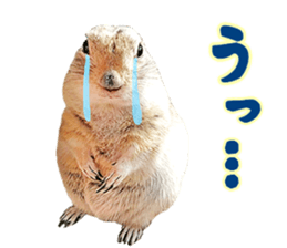 Charming Urocitellus richardsonii sticker #15796979