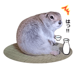 Charming Urocitellus richardsonii sticker #15796980