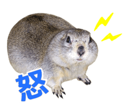 Charming Urocitellus richardsonii sticker #15796981